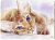 Abyssinian Cat Violet Eyes ACEO Original