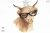 Highland cow with glasses clipart PNG, cute farm animals
