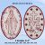 Miraculous Medal redwork embroidery designs set