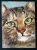 ACEO Original Miniature Oil Painting Tabby Cat