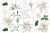 Watercolor christmas clipart. White poinsettia. Winter flowers